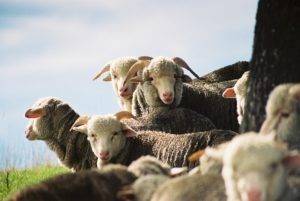 A group of escorial sheep