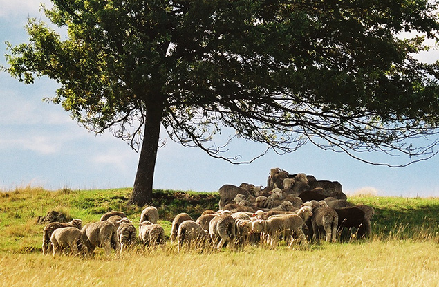 Escorial Sheep